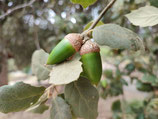 Quercus x ganderi JBB.US24.097 - Chêne hybride naturel