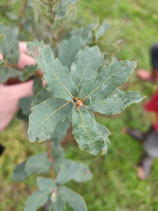 Quercus engelmannii - Chêne d'Engelmann (Engelmann oak)