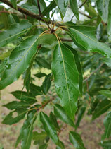 Quercus cupreata - Chêne cuivré