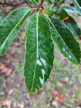 Quercus morii - Chêne de Mori (tai wan qing gang)