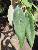 Quercus leucotrichophora - Chêne gris de l'Himalaya