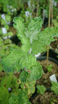 Mentha suaveolens x spicata var. crispa 'Wroclaw' - Menthe odorante x verte à feuilles crispées de Wroclaw AB