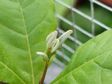 Quercus imbricaria - Chêne à bardeaux (Shingle Oak)