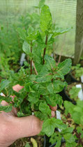 Mentha spicata var. crispa 'Nane' - Menthe verte à feuilles crispées turque AB