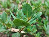 Quercus vacciniifolia JBB.US24.076b - Chêne à feuilles de myrtiller (Huckleberry Oak)