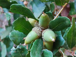 Quercus x acutidens JBB.US24.119 - Chêne hybride naturel