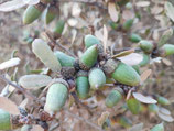 Quercus pacifica JBB.US24.101 - Chêne arbustif du Pacifique (Channel Islands Scrub Oak)