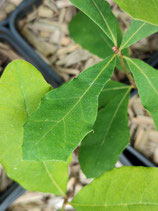 Quercus ilicifolia - Chêne à feuilles de houx / Chêne de Banister (Bear Oak)