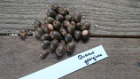 Quercus georgiana - Chêne de Géorgie (Stone Mountain Oak)