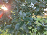 Quercus aff. galeanensis - Chêne affilié à Galeana