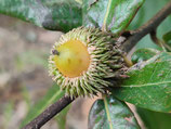 Quercus dolicholepis - Chêne à longs épis (chi ye li) - from China