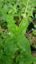 Mentha spicata subsp. glabrata 'Duna' - Menthe verte à feuilles glabres Duna AB (n°125)
