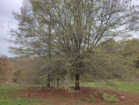 Quercus phellos - Chêne à feuilles de saules (Willow Oak)