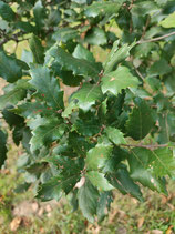 Quercus brantii - Chêne de Brant