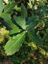 Quercus rysophylla - Chêne à feuilles craquelées