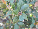Quercus wislizeni var. frutescens JBB.US24.002 - Chêne de Wislizenus arbustif (Scrub Interior Live Oak)