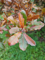Quercus sinuata var. breviloba - Chêne de Durand (Durand Oak)