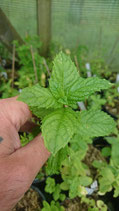 Mentha spicata var. crispa 'Tachkent' - Menthe verte à feuilles crispées ouzbek AB