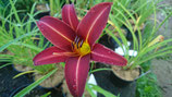 Hemerocallis 'Black Prince' - Lis d'un jour AB