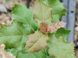 Quercus agrifolia - Chêne vert de Californie (Coast Live Oak)
