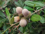 Notholithocarpus densiflorus var. nova JBB.US24.067 - Notholithocarpus densiflorus var. nova (dwarf tanoak)