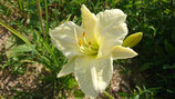 Hemerocallis 'Joan Senior' - Lis d'un jour AB