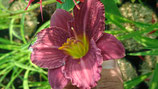 Hemerocallis 'Little Grapette' - Lis d'un jour AB