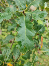 Quercus kelloggii x parvula var. shrevei - Chêne hybride