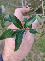 Quercus acherdophylla -