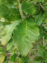 Quercus fabri - Chêne de Fabre-Tonnerre (bai li)