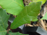 Quercus virginiana - Chêne de Virginie (Southern Live Oak)