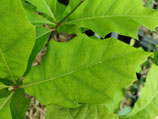Quercus shumardii - Le chêne de Shumard (Shumard Oak)