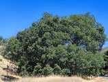 Quercus x ganderi JBB.US24.123 - Chêne hybride naturel