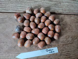Quercus rubra - Chêne rouge d'Amérique (Nothern Red Oak) - from Dubuque County