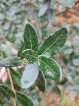 Quercus senescens - Chêne (hui bei li)