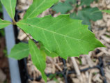 Quercus serrata - Le chêne du Japon (bao li)