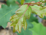 Quercus lobata - Chêne blanc de Californie (Valley Oak) - from Winters