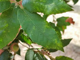 Quercus tomentella JBB.US24.106 - Chêne tomenteux (Island Live Oak)