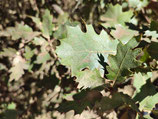 Quercus x morehus JBB.US24.017 - Chêne hybride naturel (Oracle Oak)