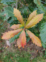 Quercus aliena - Chêne "étranger" (hu li)