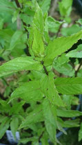 Mentha spicata 'Newbourne' - Menthe verte de Newbourne AB (n°112)