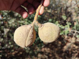 Aesculus californica - Marronnier de Californie