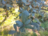 Quercus sideroxyla - Chêne au bois de fer (encino colorado) - del Mexico