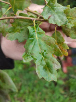 Quercus x macdonaldii - Chêne hybride (island shrub oak)