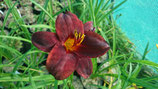 Hemerocallis 'Sweet Hot Chocolate' - Lis d'un jour AB