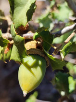 Quercus palmeri - Chêne de Palmer (Palmer Oak)