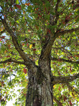 Quercus michauxii - Chêne de Michaux (Swamp Chesnut Oak)