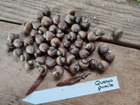 Quercus pumila - Chêne nain (runner oak)