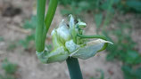 Allium cepa f. proliferum - Oignon rocambole AB