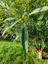 Quercus laurifolia - Chêne à feuilles de laurier (Swamp laurel oak) - from USA